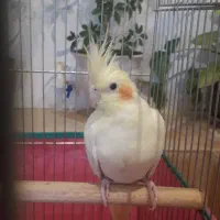 عروس هلندی مولد