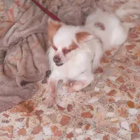 سگ اشپیتز  بازی گوش