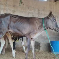 بچر ماده جرسی