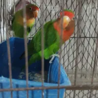 طوطی کوتوله