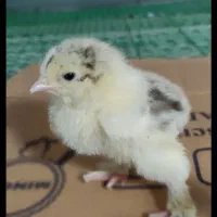 فروش فوری جوجه های ۵روزع نژاد براهما