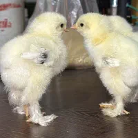جوجه برهما لایت ۵روزه