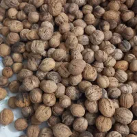 گردو کاغذی|خوردنی و آشامیدنی|مشهد, موسوی قوچانی|دیوار