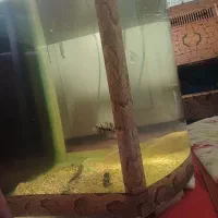 اکواریوم شیشه محدب|ماهی|شاهینشهر, شهرک گلدیس|دیوار