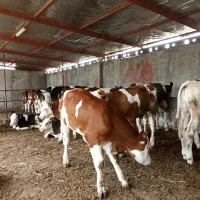 فروش ویژه گوساله سیمینتال جنس درجه یک|حیوانات مزرعه|قم, اسمعیل آباد|دیوار