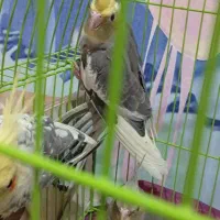 فروش جوجه عروس های 3ماهه