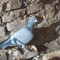 ۵عدد کفتر بازی