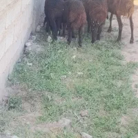 بره علف خور