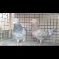 سروردهاتی