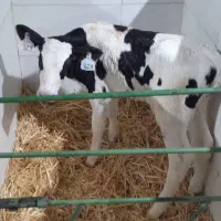 فروش گوساله شیری وقطع شیر درجه یک|حیوانات مزرعه|فشاپویه, |دیوار