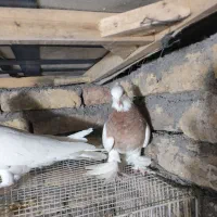 کفتر|پرنده|مشهد, شهید قربانی|دیوار