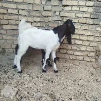 دوتا افقانی نر|حیوانات مزرعه|کرج, نوروزآباد|دیوار