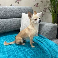 سگ پیدا شده