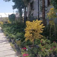 باغبانی حرفه ای -از مشاوره تا اجرای کامل|خدمات باغبانی و درختکاری|مشهد, سجاد شهر|دیوار
