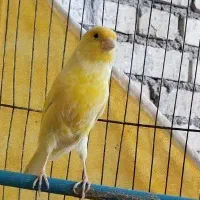 قناری نر مست بکوب شلاقی