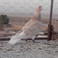 کفتر|پرنده|تربتحیدریه, باغ سلطانی|دیوار