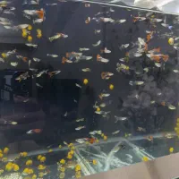 آکواریوم ماهی گوپی مولد و بچه ماهی