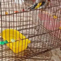 جوجه سهره نر دهن لر مال سقز بوده کله سفید