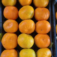 فروش نارنگی محلی درجه ۱ استان مازندران
