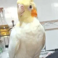 عروس هلندی گمشده