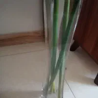 ۶عدد بشقاب نو و جاکاردی|ظروف سرو و پذیرایی|رشت, سعدی (تختی)|دیوار