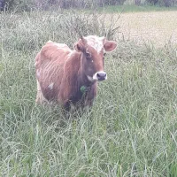 لیشه چالوسی اصیل ورزا گاو