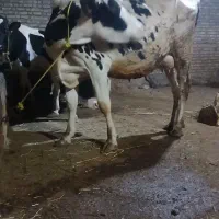 گاو شکم دوم با گوساله ماده سفید ابی