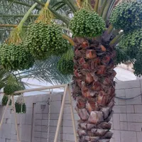 ارسال  نخل تنه دار از نخلستان|خدمات باغبانی و درختکاری|محلات, |دیوار