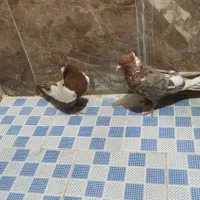 کفتر|پرنده|مشهد, دهشک|دیوار