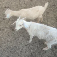 دو عدد کهره نرماده