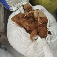 پشم گوسفند شسته شده و پر بالشت