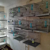 سیره|پرنده|مریوان, |دیوار