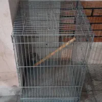 قفس کاسکویی