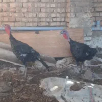 بوقلمون ماده
