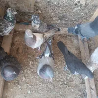 کبوترفیت