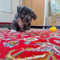 سگ فانتزی|سگ|مرودشت, ابوذر شمالی‎|دیوار