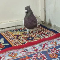 کبوتر|پرنده|بروجرد, |دیوار