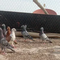 تیپ کفتر مسافت بالا
