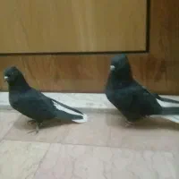 دوتا نر سیاه تخت دم سفید زیر بالا