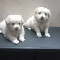 توله اشپیتز|سگ|قرچک, مجتمع مسکونی طبیعت|دیوار