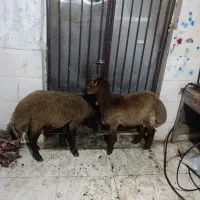 بره نر همراه قصاب