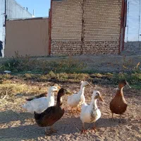 هفت عدد اردک سالم 3 ماهه چهارتا نر سه تا ماده