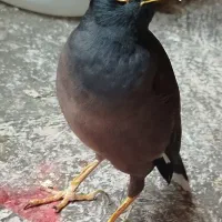 مرغ مینا سخنگو