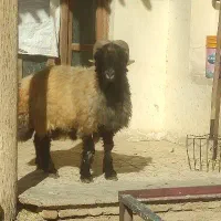 قوچ کله زنگ ترکی