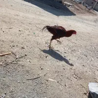 خروس لاری ۸ماهه