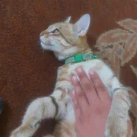 گربه dsh