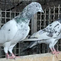 کبوتر کلدمسبز و ...|پرنده|قائم‌شهر, |دیوار