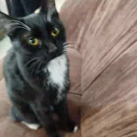 واگذاری گربه مهربون و خرخرو