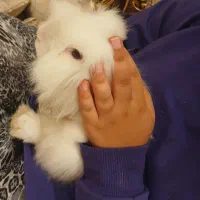 خرگوش لوپ تمیز و دستی و سرحال و بانمک|موش و خرگوش|یزد, |دیوار