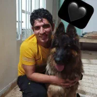 ژرمن توله|سگ|تهران, قصر فیروزه ۲|دیوار